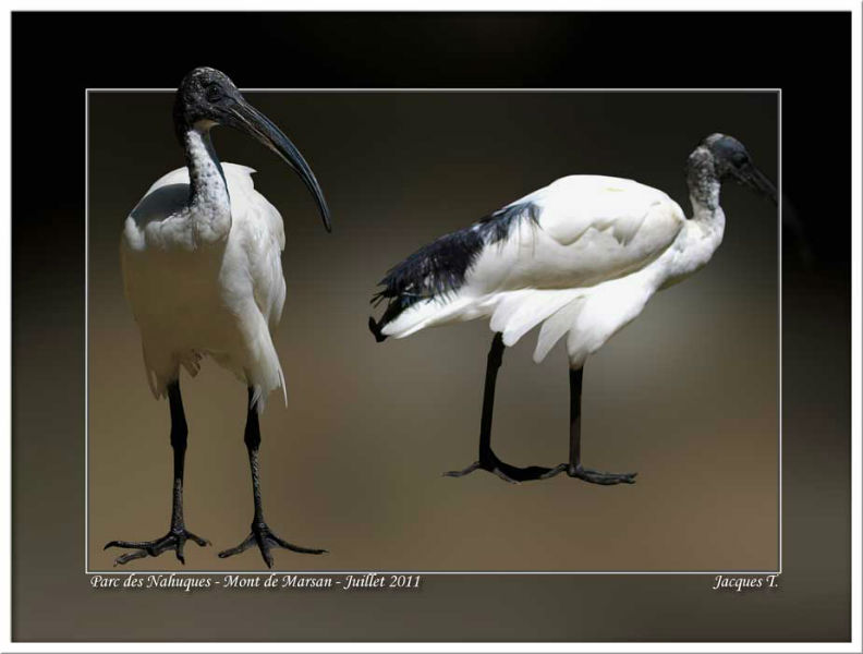 images d'oiseaux pélécaniformes du monde animal